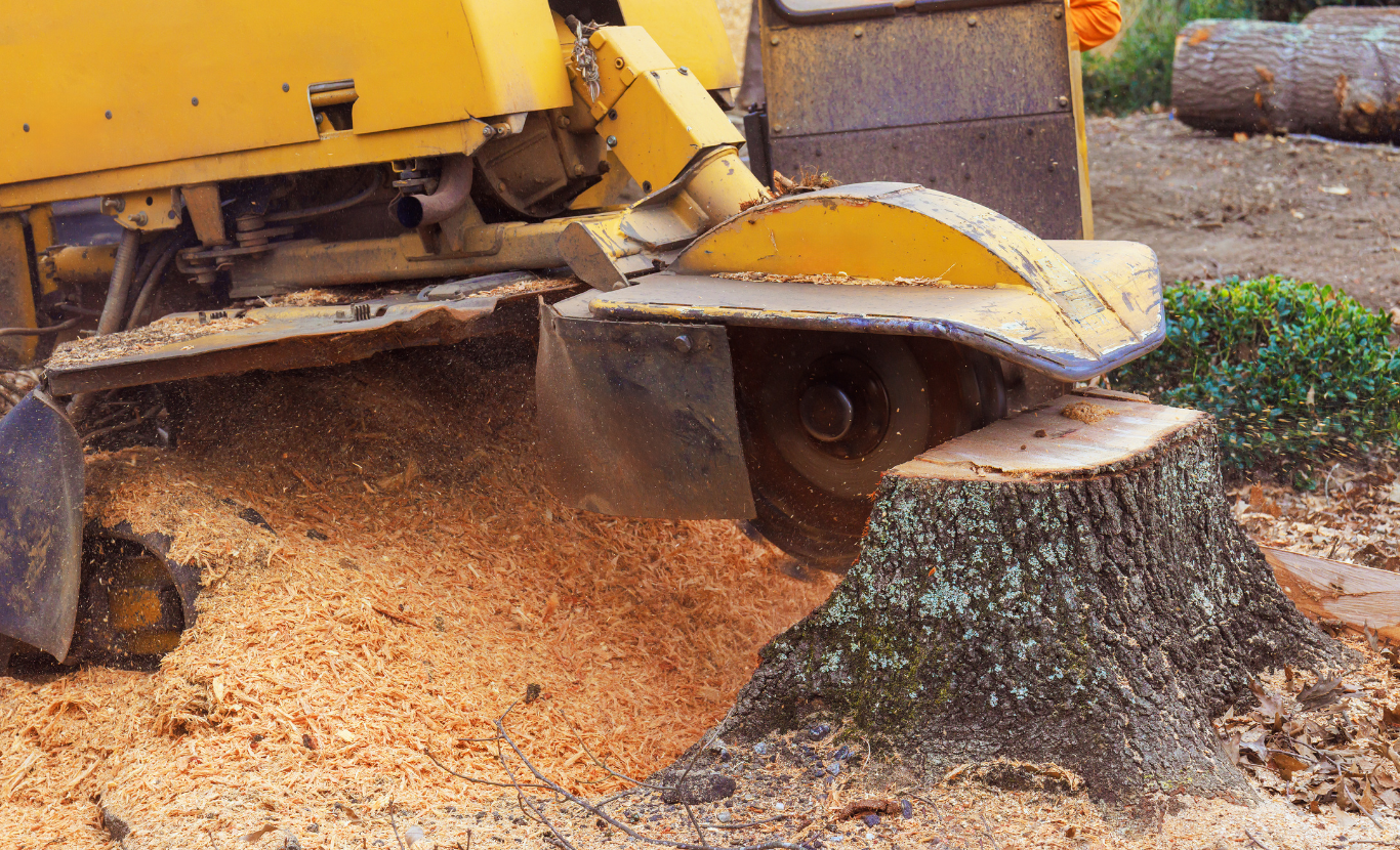 how much does it cost to remove a tree