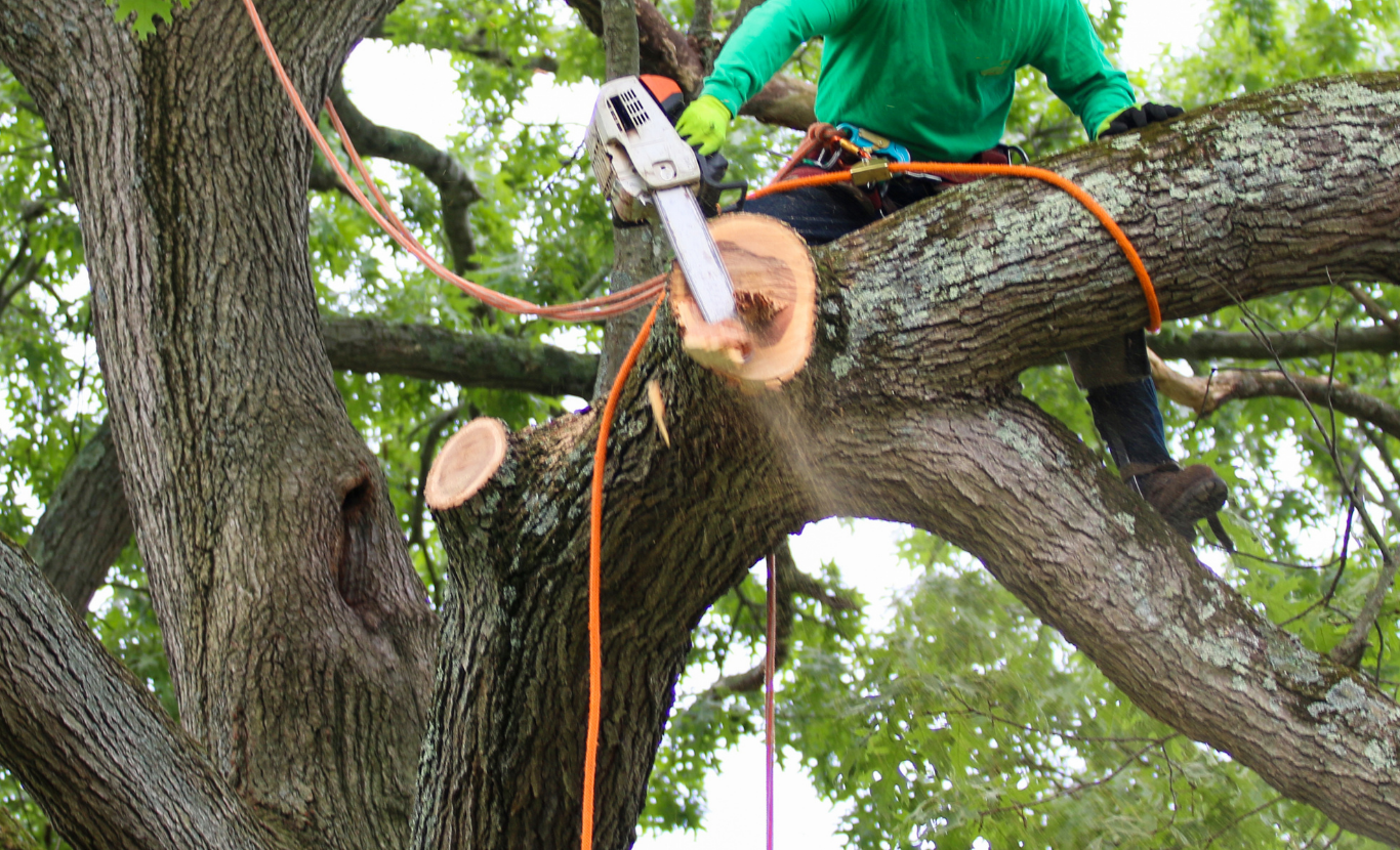 Does Home Insurance Cover Tree Removal?