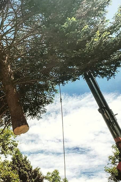 does home insurance cover tree removal
