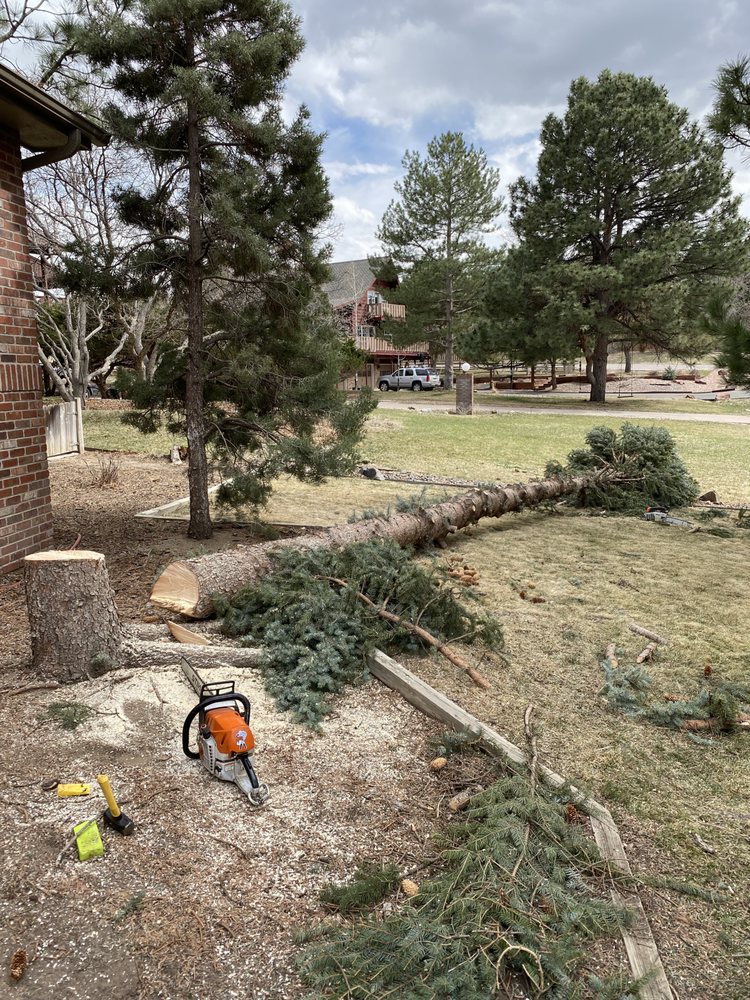 What to Do If a Tree Falls on Your Property